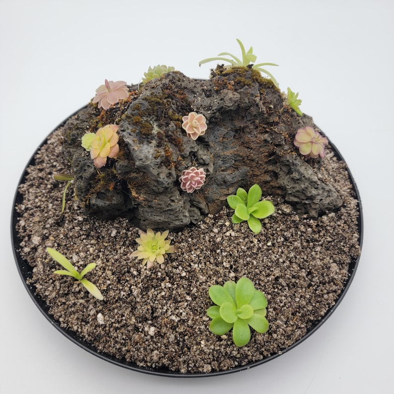 RainbowCarnivorousplants Pinguicula - Thumbnail 3