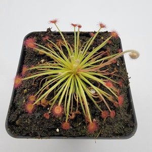 Drosera lanata x ordensis -Live carnivorous plant-