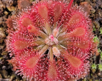 May include: Close-up of a vibrant red sundew plant, showcasing a circular arrangement of sticky, tentacle-like structures. The plant's center features a cluster of green leaves and a small pink bud, with tiny water droplets glistening on the tentacles.