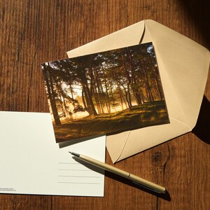 Mañana mística / postal / sol de la mañana / tarjeta / fotografía de naturaleza / Bornia Heidestein / Países Bajos