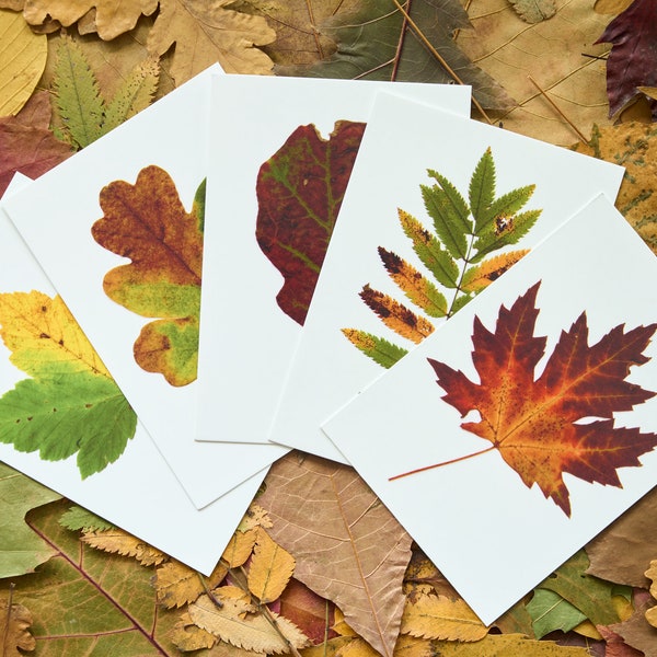 Postcards | autumn leaves | fall | postcard set | nature photography | leaves | colourful | art print | the Netherlands