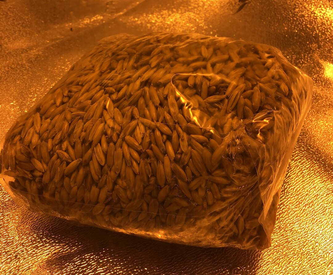 Grain Spawn Oats Sterilized 1lb Etsy