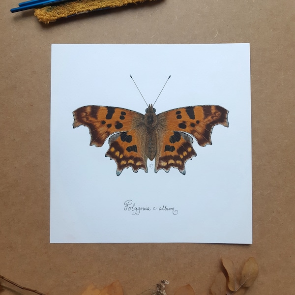 Original watercolor illustration Robert-the-devil, Polygonia c-album