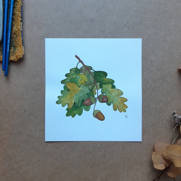 Illustration originale à l'aquarelle de feuilles de chênes et de glands