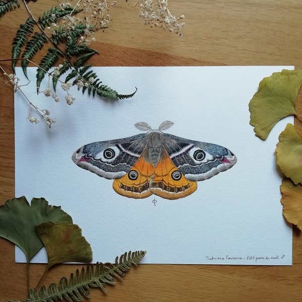 Aquarelle originale du papillon petit paon de nuit, individu mâle