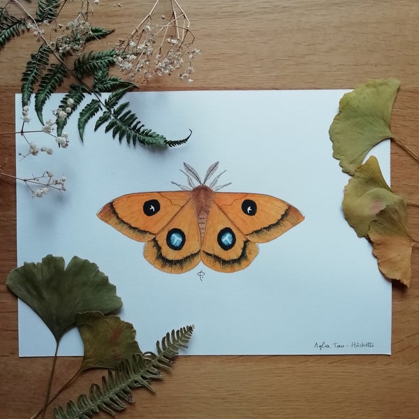 Illustration originale, papillon, Hachette // Aglia tau