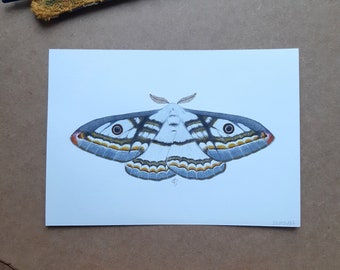 Illustration A5 / Moth / Marbled emperor moth / Heniocha apollonia / Papillon