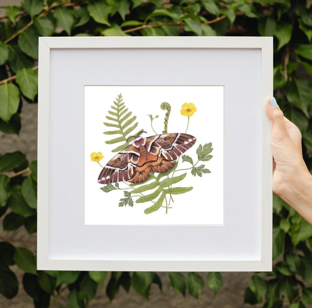 Original Watercolor Illustration of the Silk Moth / Endromis ...