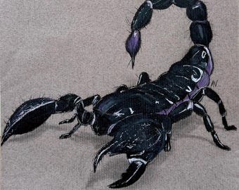 Scorpion- Color Pencil Artwork, PRINT