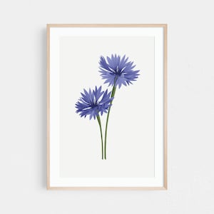 Cornflower art print, cornflower wall art, botanical print | Bathroom wall art, bedroom wall art, kitchen wall art in eco friendly packaging