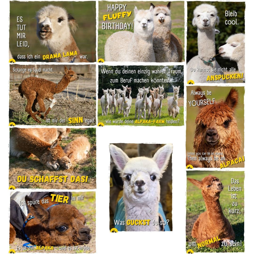 Alpaca Postcard thank You, Funny, Saying, Photo Postcard, Greeting Card