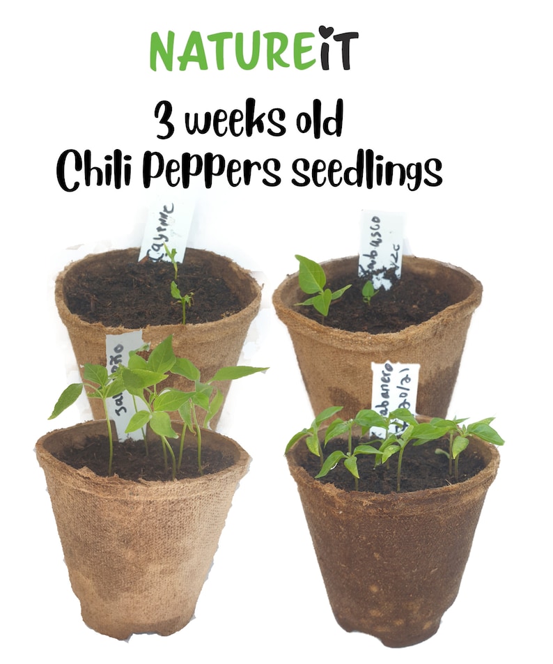 Hot Chili Peppers seed starter kit. Grow 4 types of common spicy peppers. Hobby & craft kits for adults. Unusual garden gift for plant lovers Gardener mom. Gift for dad. Unique housewarming gift. All in one grow set. Pots and planters Fertilized soil