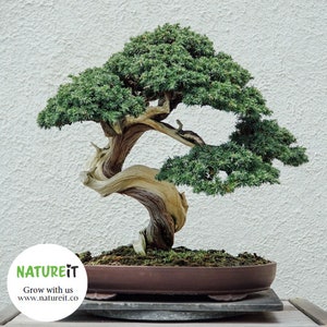 Bonsai tree seed starter kit. Easy to grow Bonsai trees for beginners. Hobby and craft kits for adults. Unusual garden gift for plant lovers. Gardener mom. Gift for dad. unique housewarming gift. All in one grow set. Pots and planters Fertilized soil