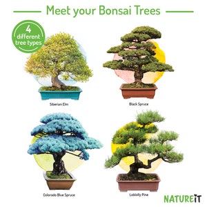 Bonsai tree seed starter kit. Easy to grow Bonsai trees for beginners. Hobby and craft kits for adults. Unusual garden gift for plant lovers. Gardener mom. Gift for dad. unique housewarming gift. All in one grow set. Pots and planters Fertilized soil