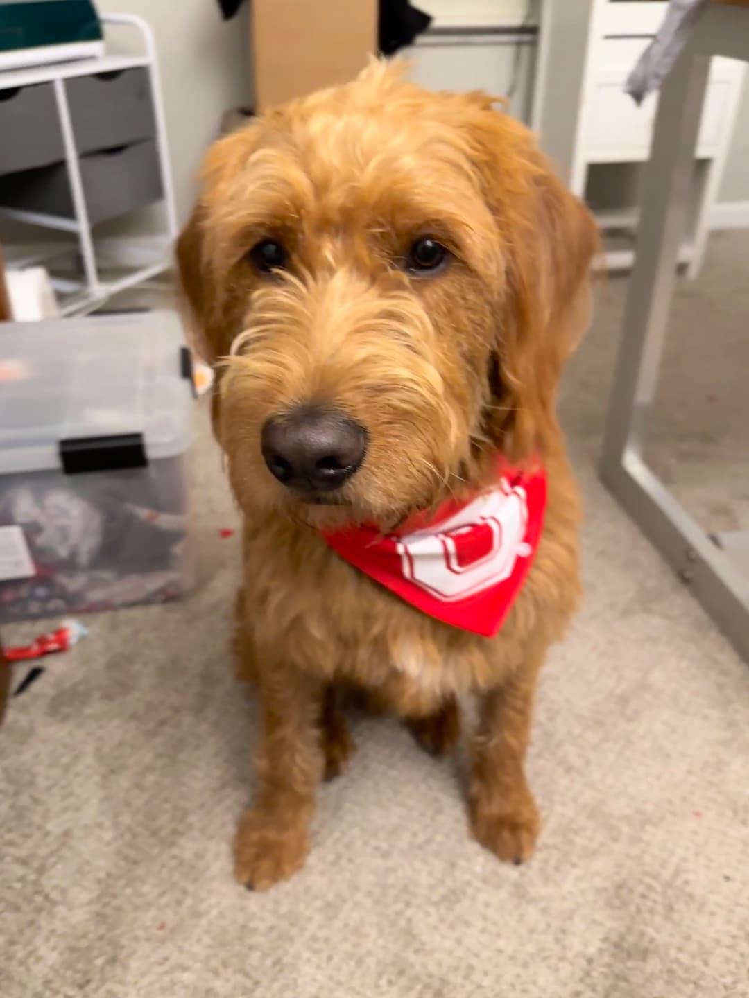 The Ohio State University Dog Jersey Bandana 'block O' Officially