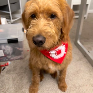 The Ohio State University Dog Jersey Bandana - &#39;Block O&#39; - Officially Licensed - Over the Collar Bandana - Tie-on Bandana