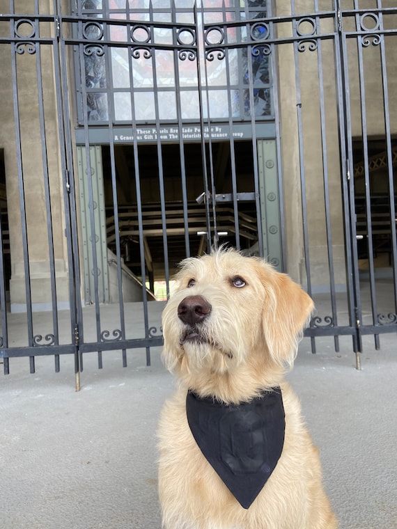 Osu clearance dog bandana