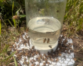 Bee Syrup Feeder and Waterer Jar Base – Fits Regular & Wide Mouth Mason Jars