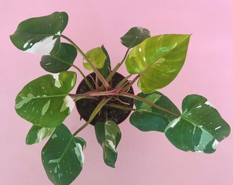 Philodendron White Princess