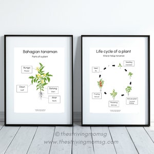 Peut inclure: Deux affiches encadrées noires avec un fond blanc. L'affiche de gauche montre un schéma d'une plante avec des étiquettes en anglais et en indonésien. L'affiche de droite montre un schéma du cycle de vie d'une plante avec des étiquettes en anglais et en indonésien.