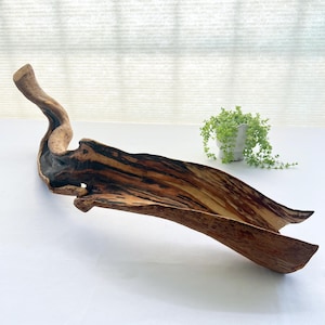 May include: A long, curved piece of natural driftwood with a hollowed-out center, featuring a polished interior with dark brown and tan wood grain patterns. The exterior surface shows a rough, organic texture with deep charred black accents.