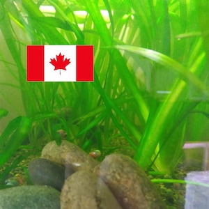 May include: An aquarium with green aquatic plants, rocks, and small fish. The Canadian flag is in the top left corner. The rocks are various shades of grey and brown, and the plants are a vibrant green.