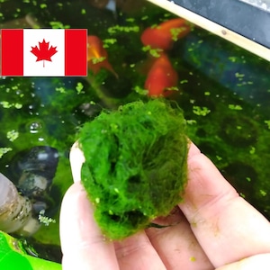 May include: A hand holding a bright green marimo moss ball, with a fish tank in the background. The tank contains goldfish and aquatic plants. The Canadian flag is visible in the top left corner.
