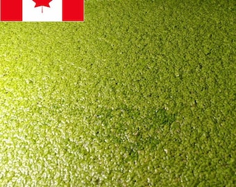 duckweed - Lemna minor (colony starter) floating plant