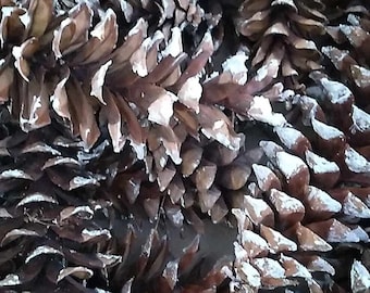 Large eastern white pine cones (12 dried pieces) - pinus strobus