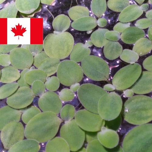 Dwarf Water Lettuce - Pistia stratiotes (colony starter 10 count) floating plant