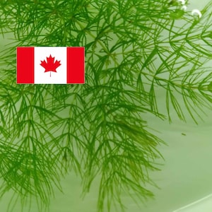 May include: A white ceramic mug with a black handle and the text "But First, Coffee" in a handwritten style. The mug is on a white surface. The mug is approximately 10 cm tall.