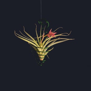Modern Wire Air Plant Hanger Basket For Wall