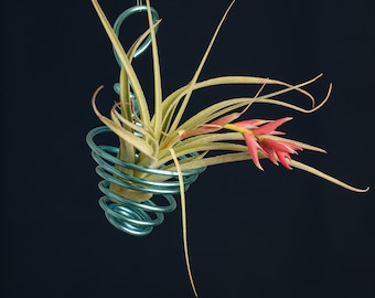Mini Air Plant Holding Basket For Wall  2 x 3 Inches High