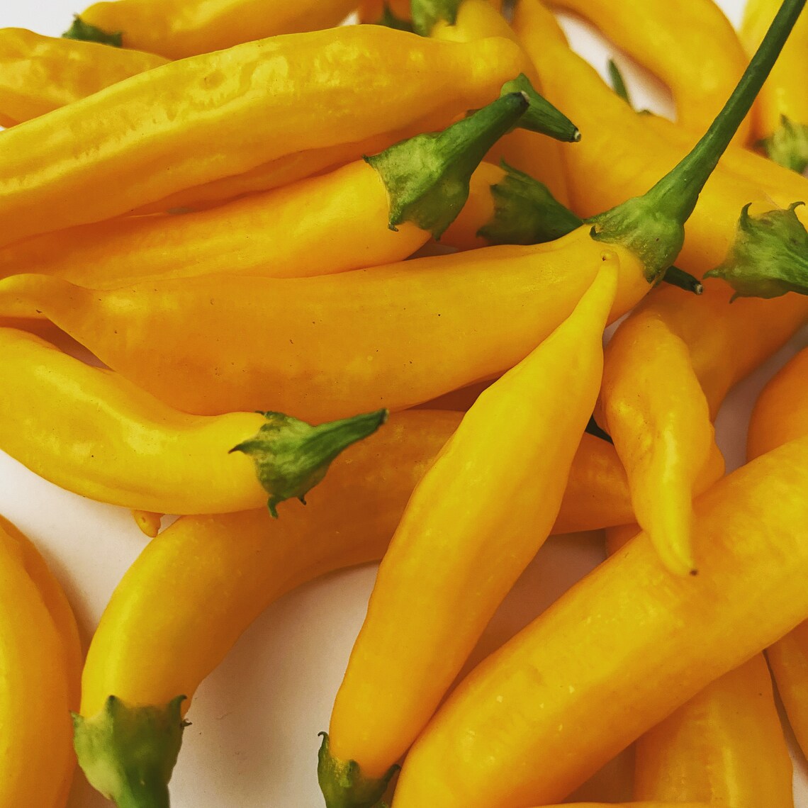 Lemon Drop Hot Pepper Etsy