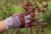 Burgundy striped suede leather gardening rigger gloves - CityGarden 