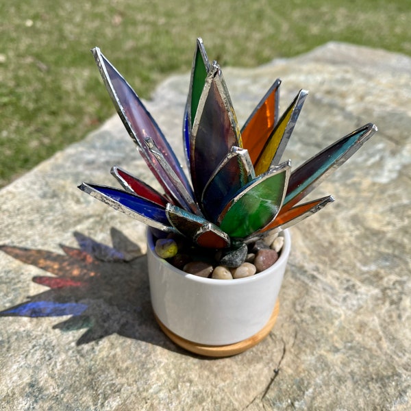 Stained Glass Succulent, Pride Plant, Rainbow Succulent