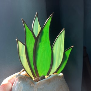 Stained Glass Agave, Stained Glass Succulent (Plant only)