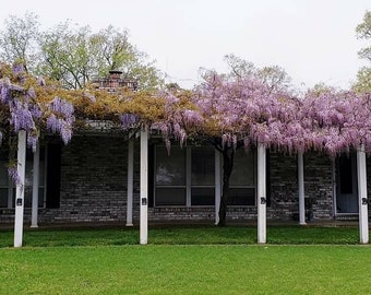 Wisteria seeds