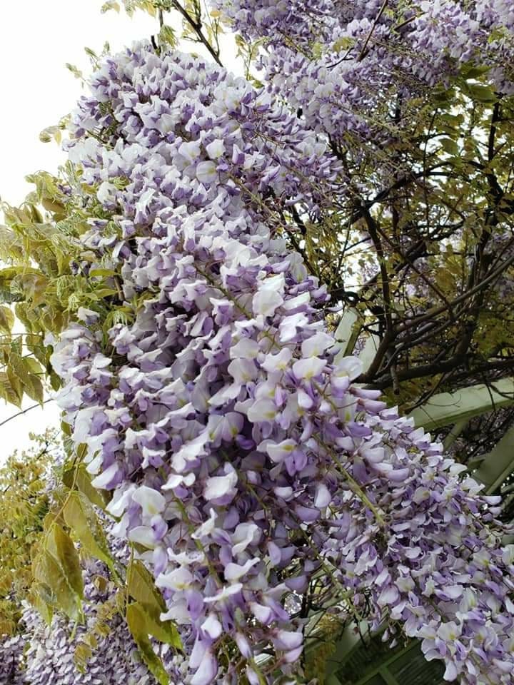 10 Purple Wisteria Flower Vine Seeds - Perennial Climbing Plant For Garden