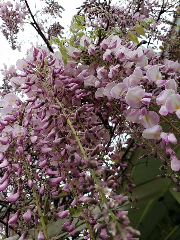 Wisteria Gifting Cross main image 1