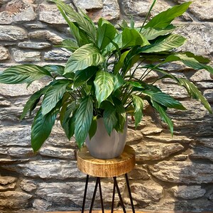 May include: A green peace lily plant in a gray pot sits on a wooden stool with black metal legs. The stool is in front of a stone wall.