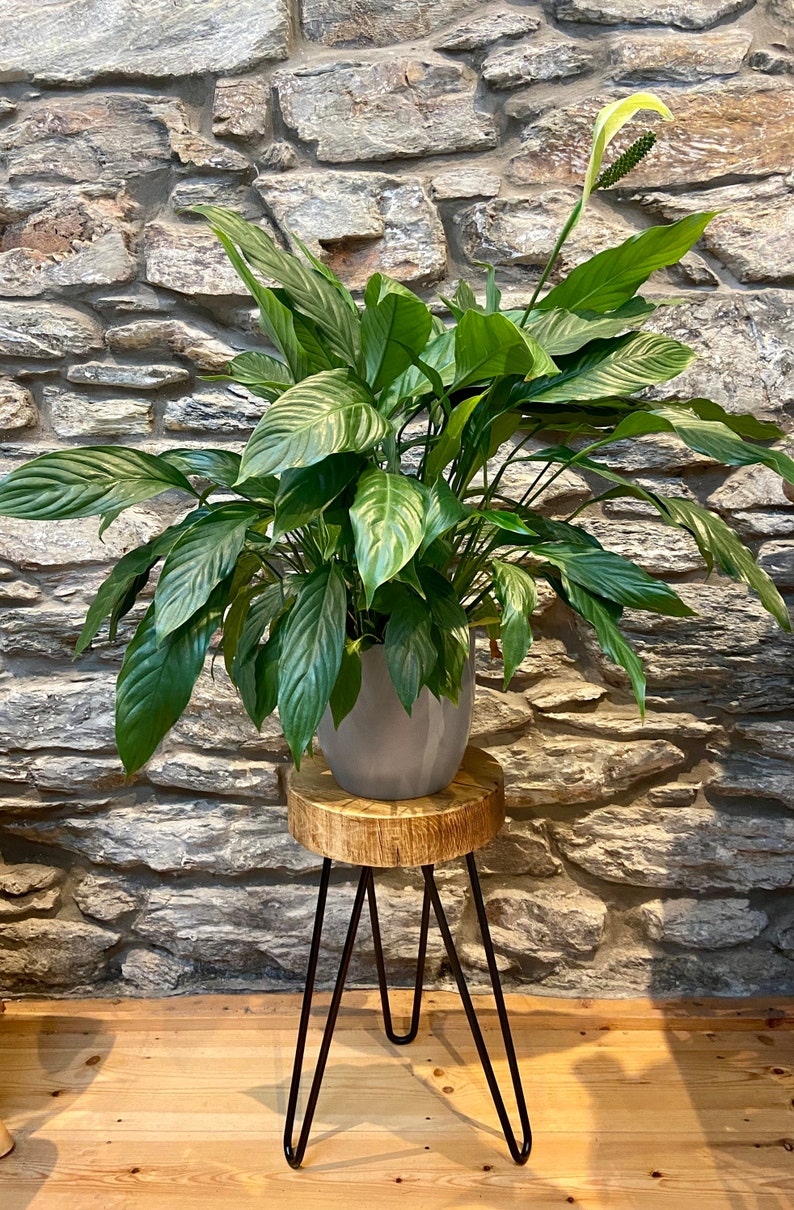 May include: A green peace lily plant in a gray pot sits on a wooden stool with black metal legs. The stool is in front of a stone wall.
