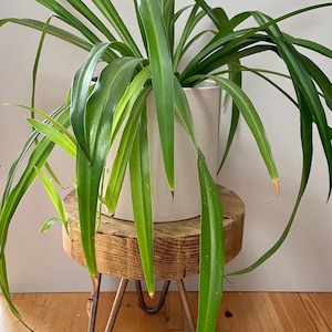 May include: A green spider plant in a white pot sits on a wooden plant stand with metal legs. The stand is on a light wood floor.