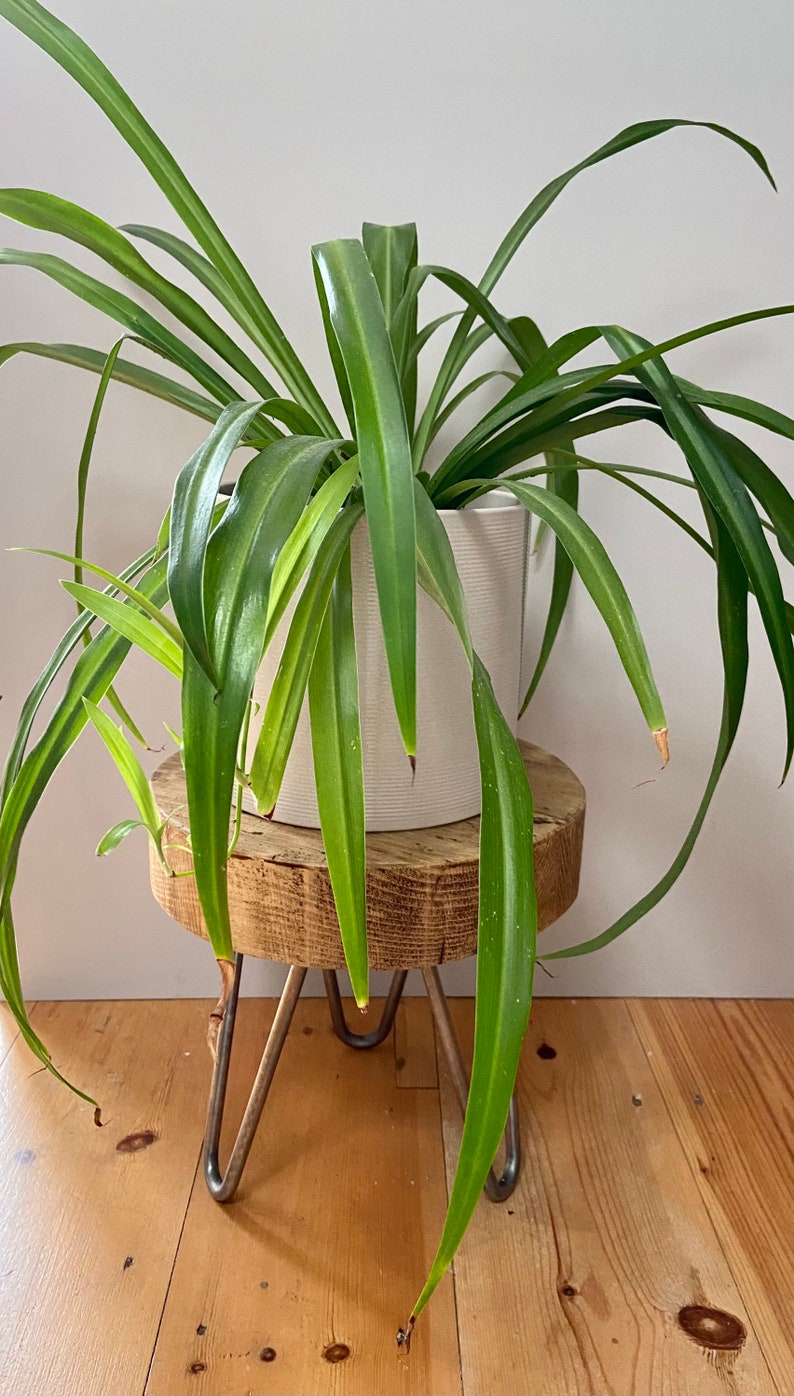 May include: A green spider plant in a white pot sits on a wooden plant stand with metal legs. The stand is on a light wood floor.