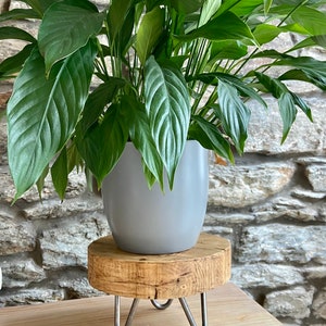 May include: A gray ceramic planter with a green peace lily plant on a wooden plant stand with metal legs.