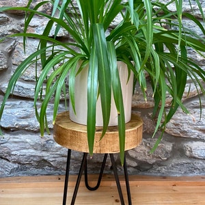 May include: A wooden plant stand with black hairpin legs, supporting a white ceramic pot with a green plant.