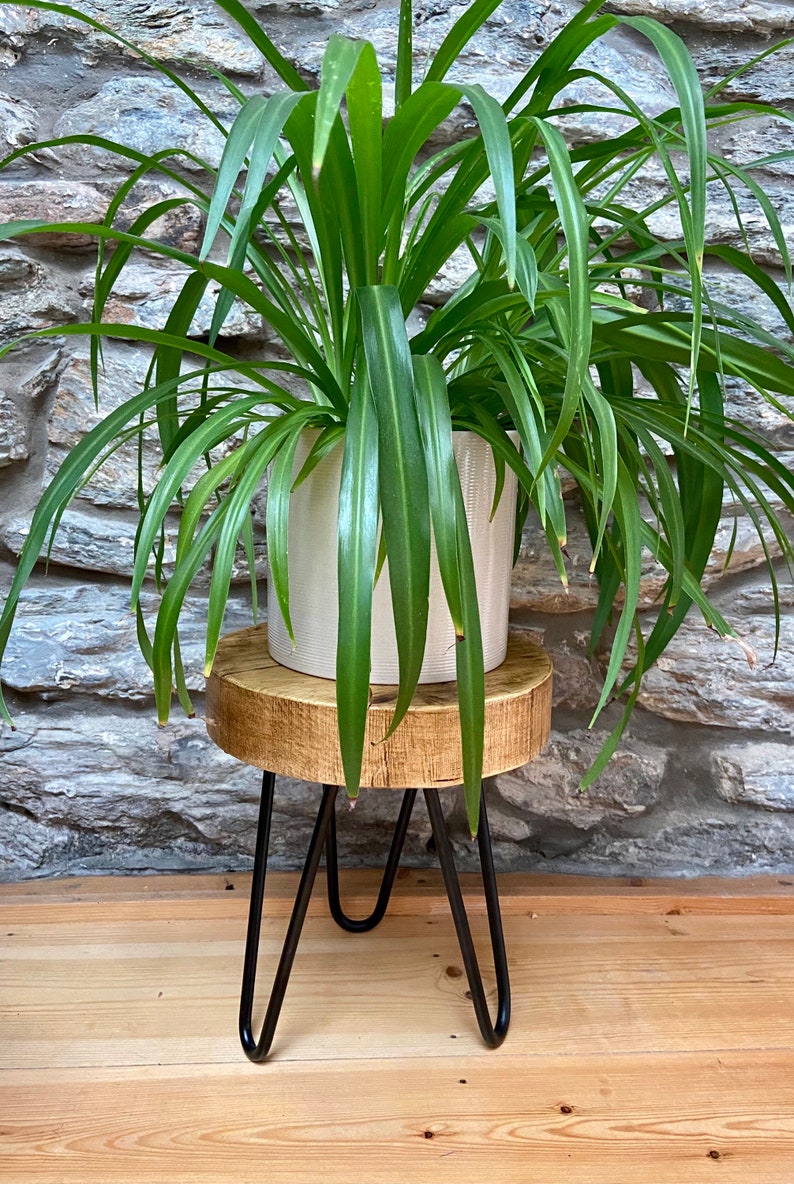 May include: A wooden plant stand with black hairpin legs, supporting a white ceramic pot with a green plant.