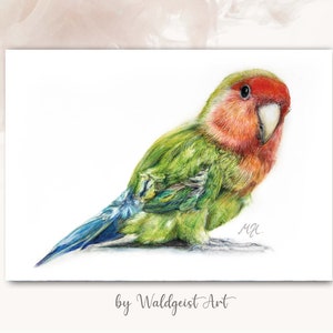 A6 Postkarte Unzertrennlicher Papagei Liebesvogel Pfirsichköpfchen Peach Faced Love Bird ~ Tierporträt Grusskarte Geburtstagskarte Glück