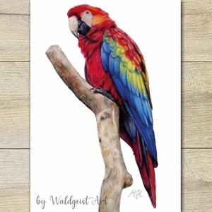 Postkarte Papagei Vogelpostkarte Vogel Bunt Farbenfroh Bird ~ Tierporträt Grusskarte Print Geburtstagskarte Glückwunschkarte
