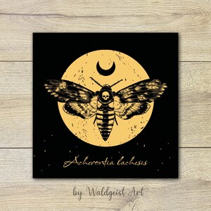 Postkarte Totenkopfschwärmer ~ Deaths Head Hawk Moth ~ Tierporträt Grusskarte Kunstpostkarte Print Motte Insekt Nacht Geburtstag Hexe Wicca